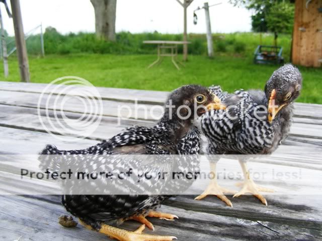 BarredRockBantams003.jpg