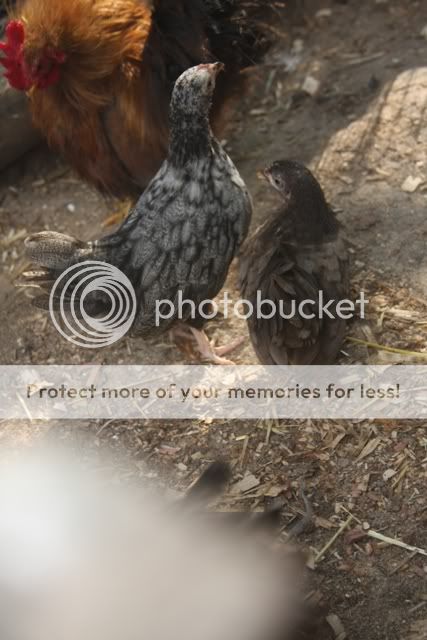 poultrysept09032.jpg