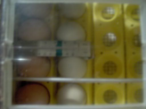 hatchingeggs016.jpg
