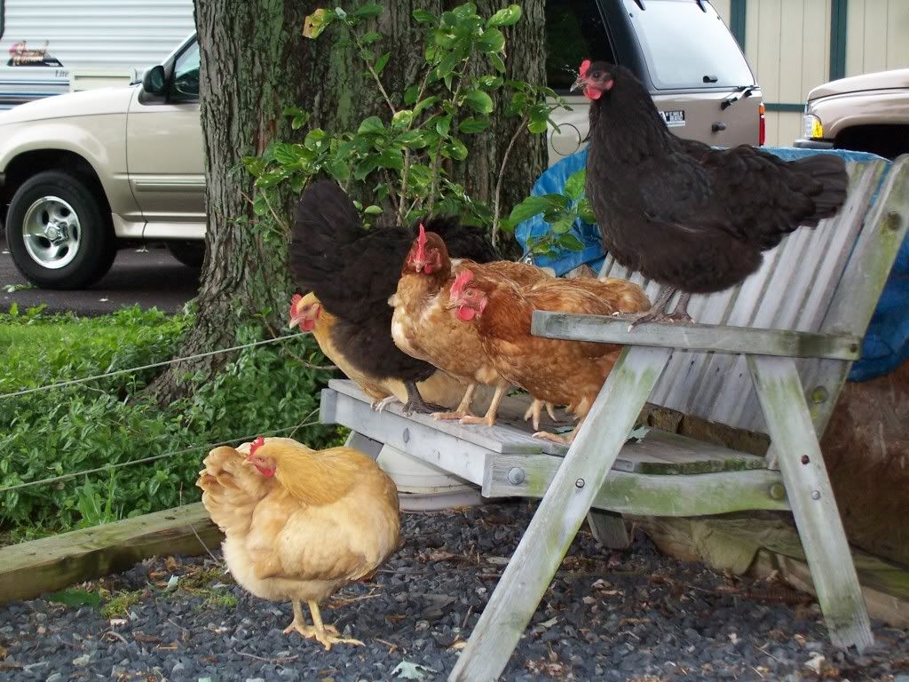 hens.jpg