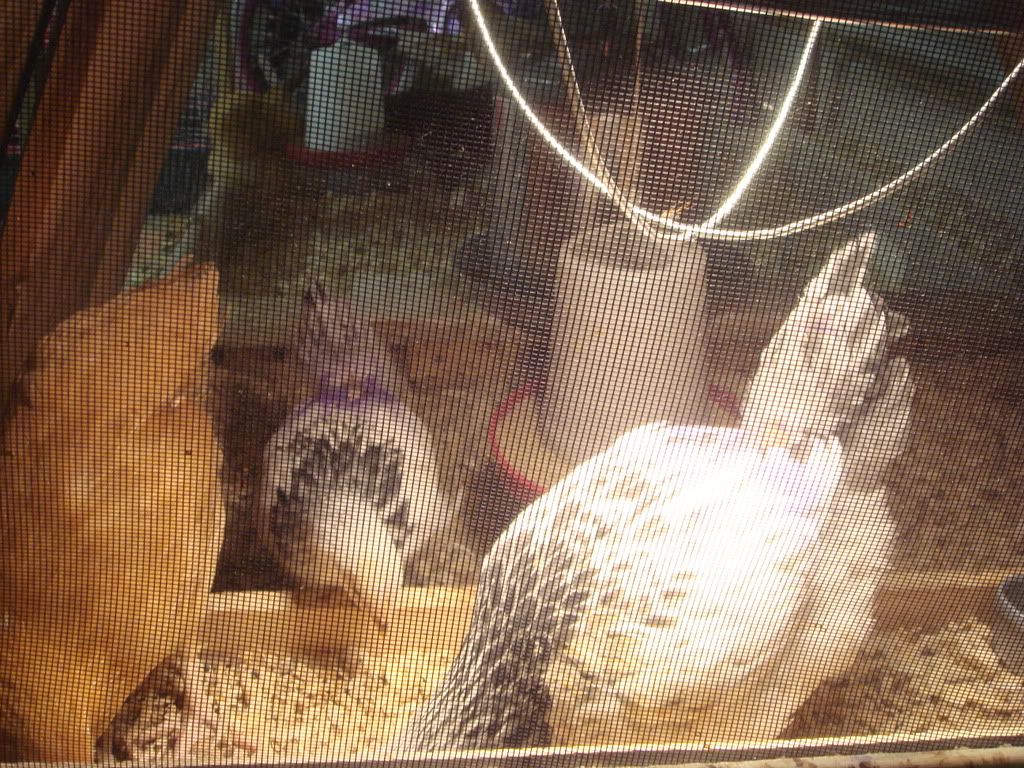 Chicks74and2wks4.jpg