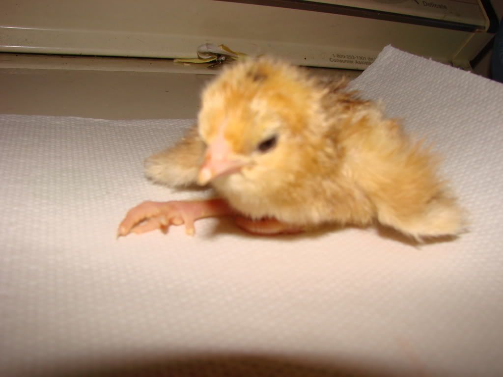 newchicksandhurtleg082.jpg