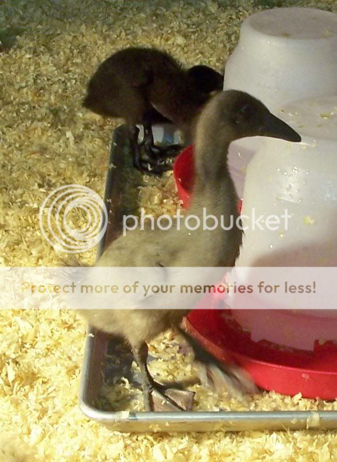 15daysduck1-1.jpg
