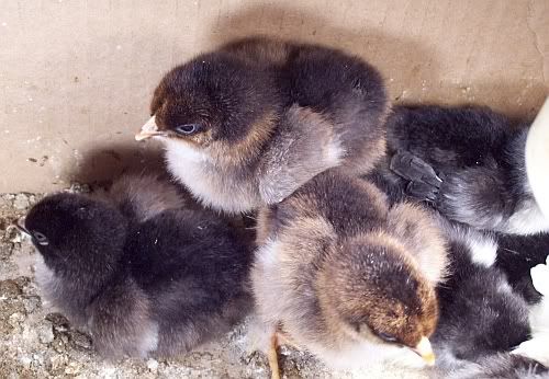 fluffchicks.jpg