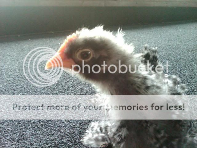 IMG00143-20100515-1413.jpg