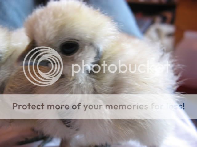 morechicks032.jpg