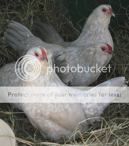 IMG_1716.jpg