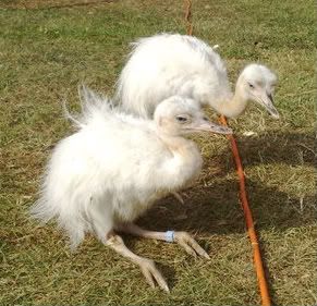 Rheas017.jpg