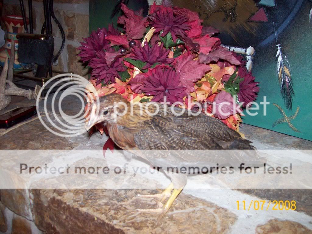 100_2003.jpg