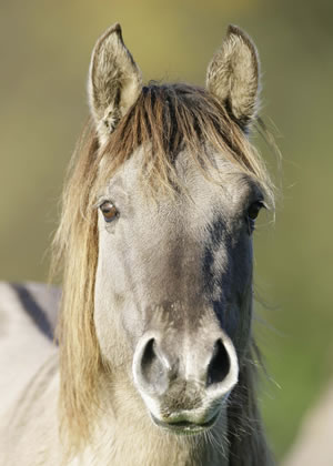 konik2.jpg