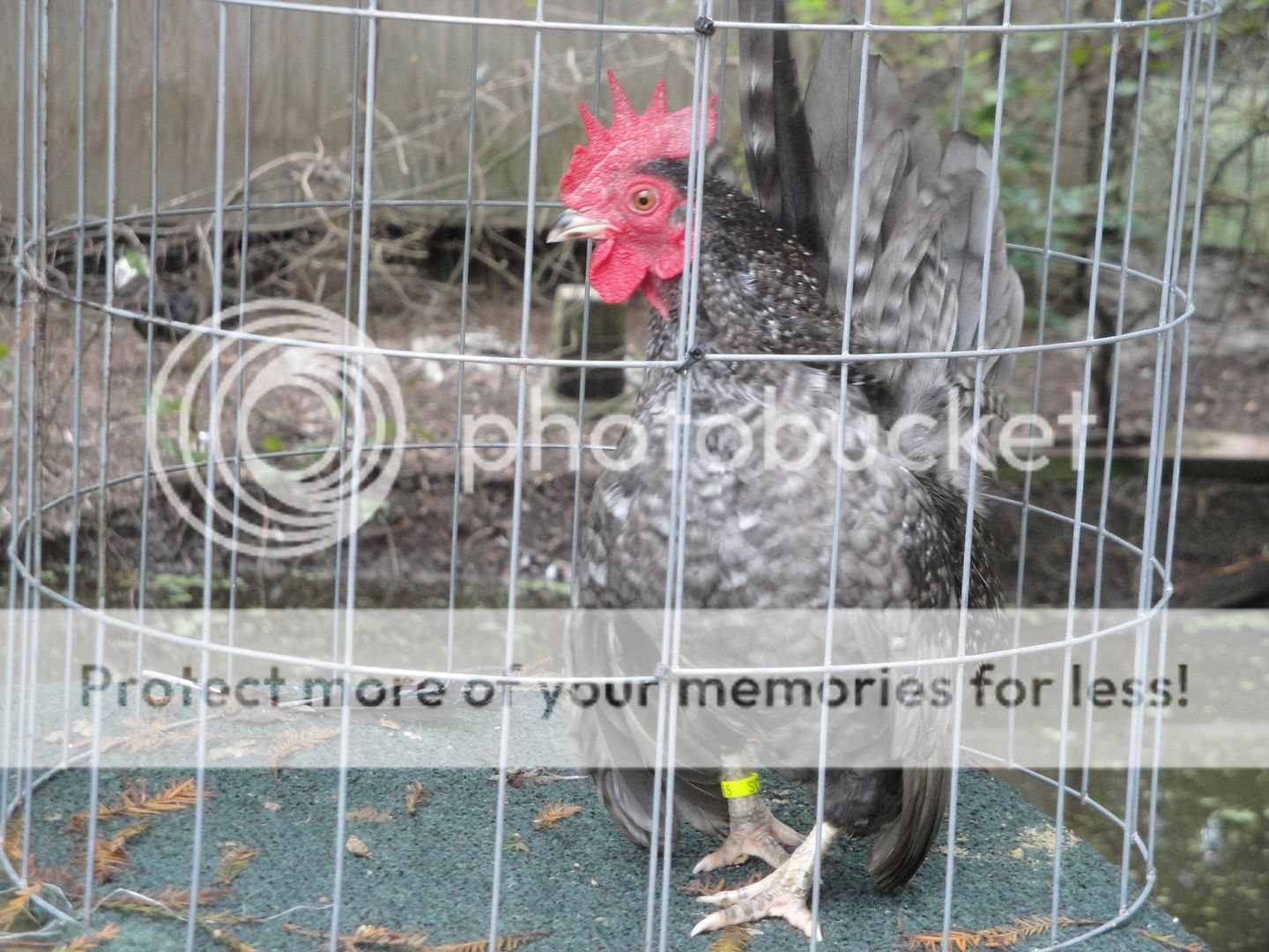 pepper013.jpg