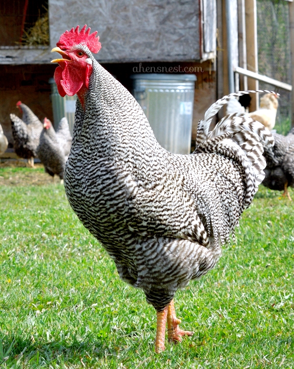 Barred-Rock-Rooster-crowing.jpg