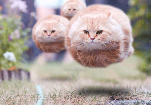 hovercatsquad.gif