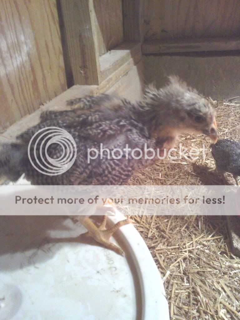 IMG_20131021_103331_zps61f207b1.jpg