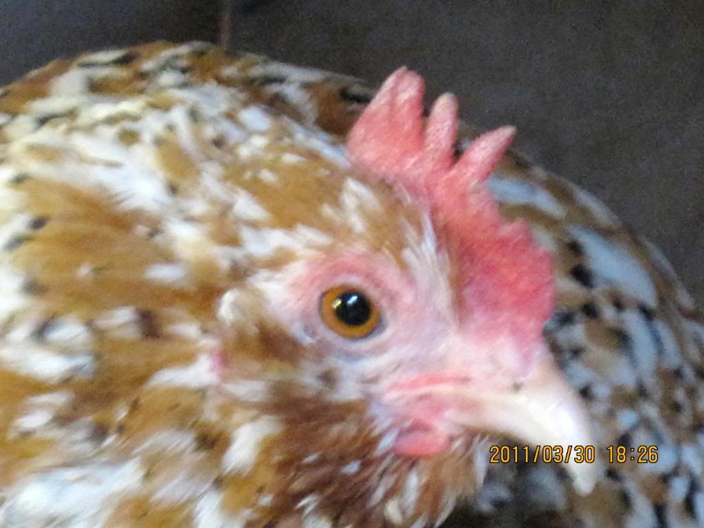 chickensatmoms103.jpg