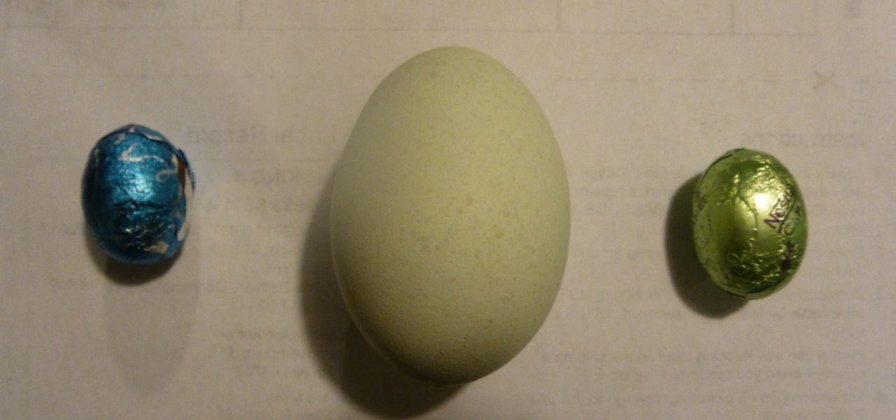 900x900px-LL-6dfbb1c9_eggg.jpeg