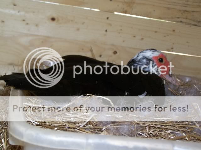 100_7018.jpg