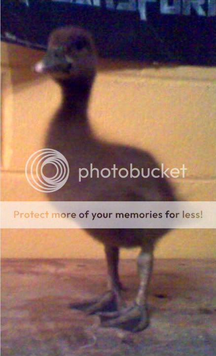 duck2.jpg