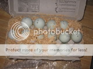 100_1293.jpg