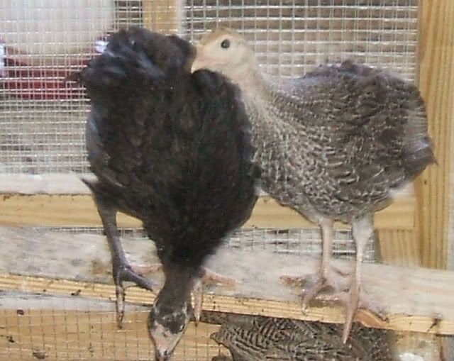 Chickensandturkeys006.jpg