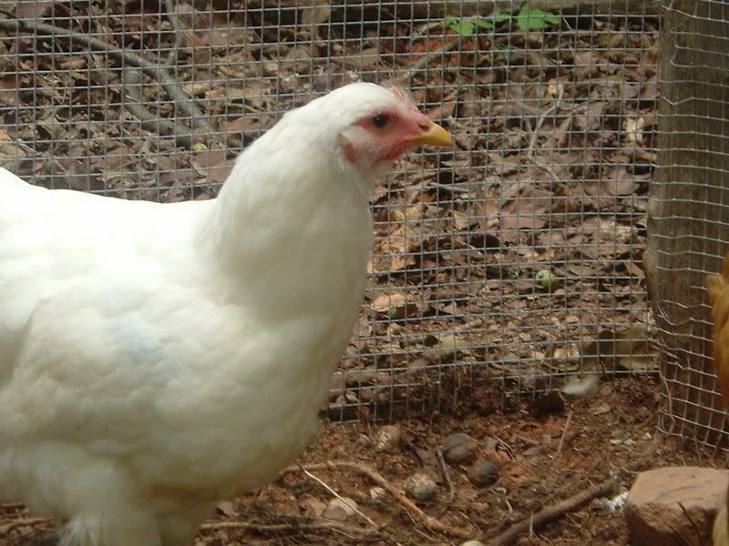 chiks015.jpg