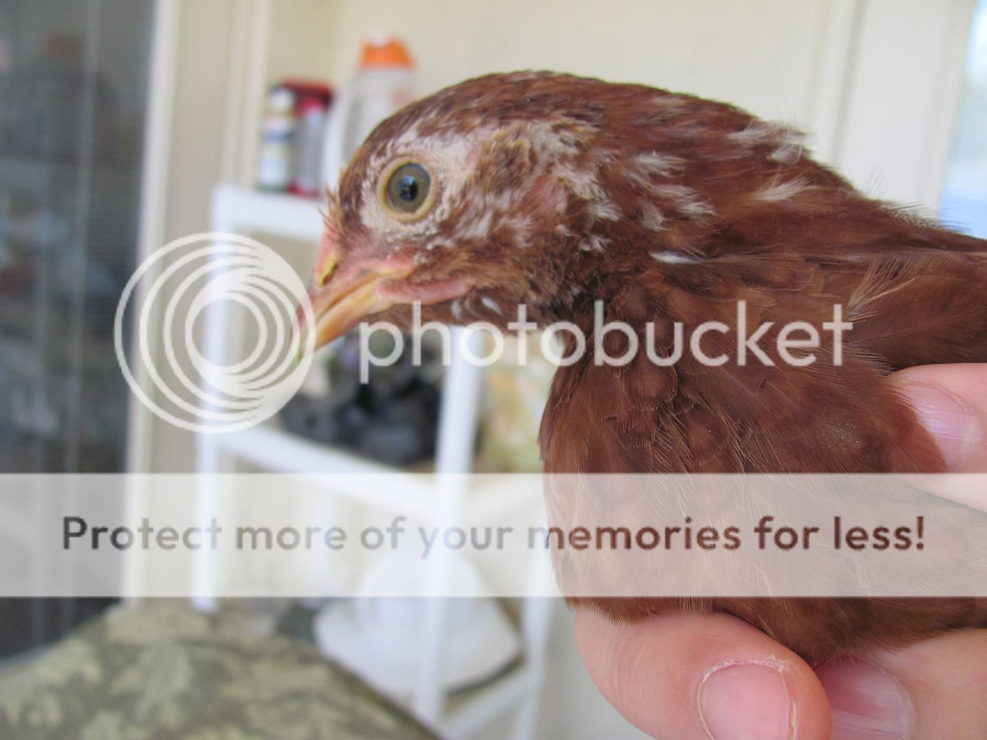 Nugget009.jpg