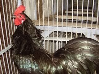 Ayam_Kedu_1-1.jpg