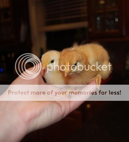 chickies02.jpg