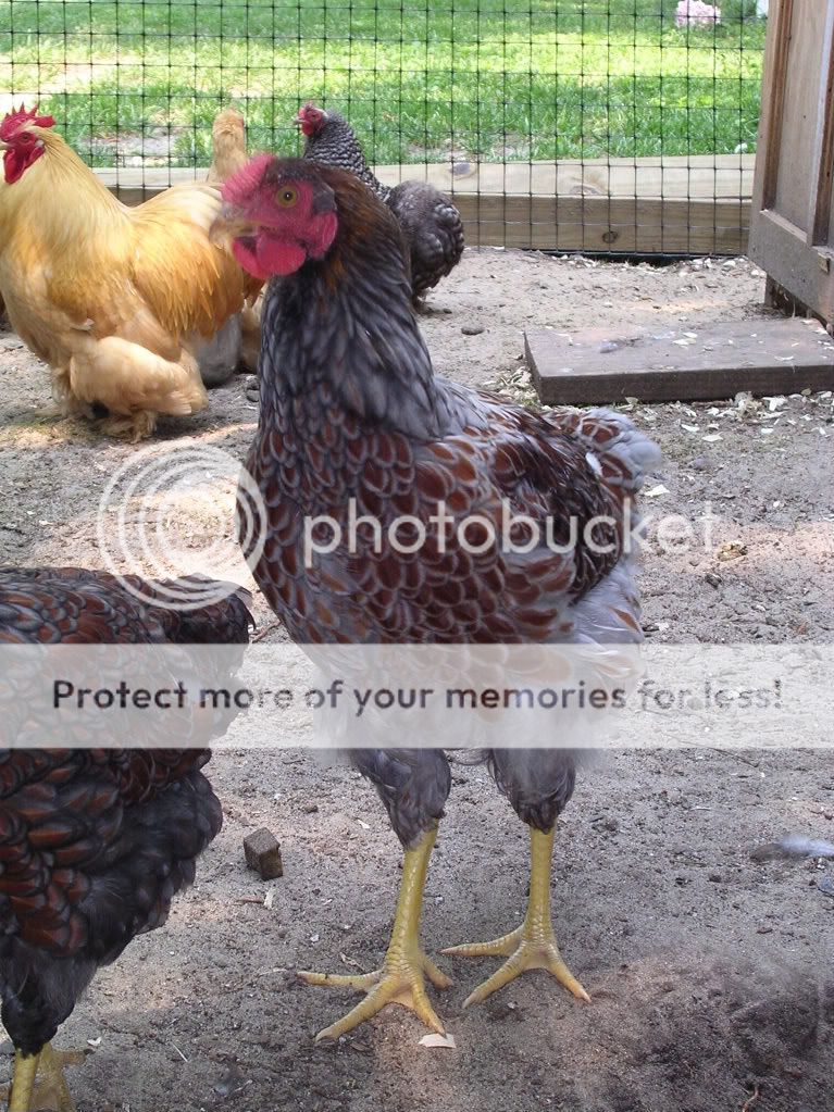 cochins048-2.jpg