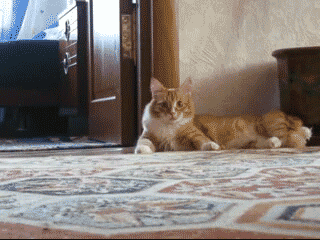 tumblr_lp86blfGsW1qfjjglo1_400.gif