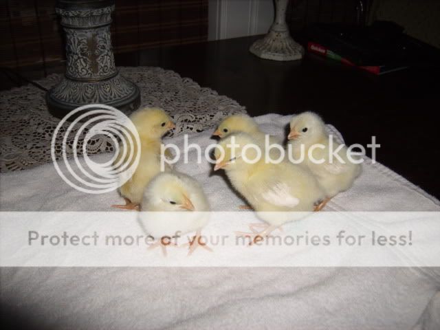 Chicks022-1.jpg