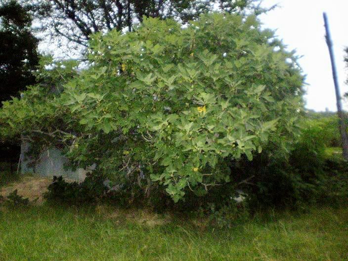 figtreebyc2.jpg