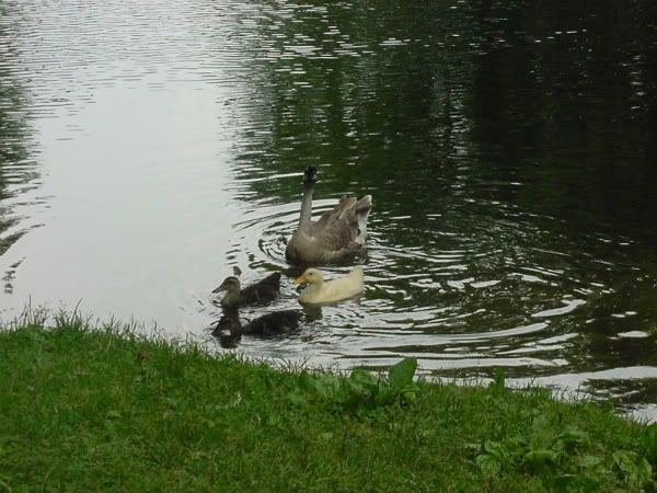 Goosewithducklings01-1.jpg