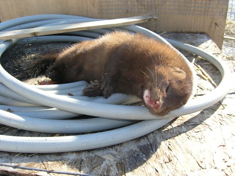 MINK.jpg