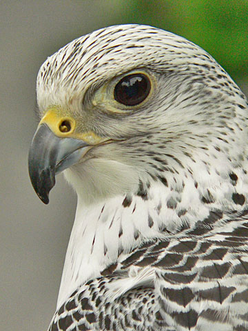 gyrfalcon2.jpg