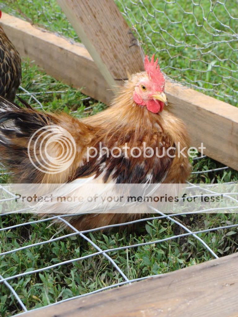 ChickPicks2301.jpg