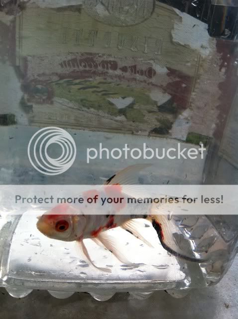 photo2-1.jpg