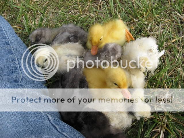 chickfieldtrip054.jpg