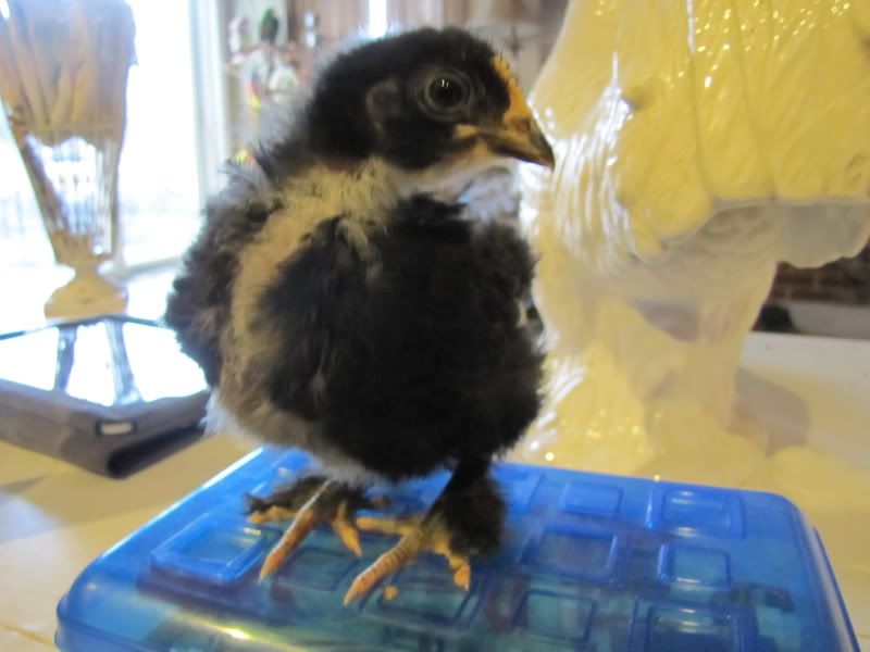 home2011March012.jpg