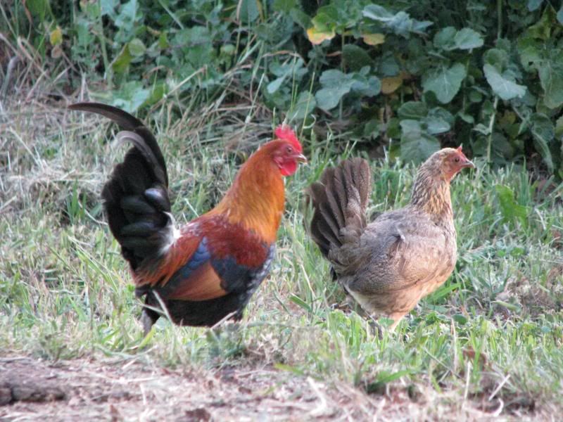 junglefowl_031147214049_std.jpg