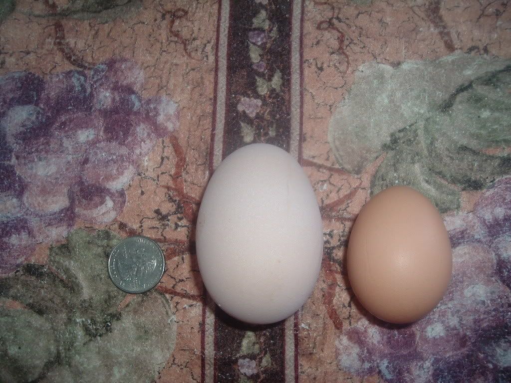 2003_0101biggegg20001.jpg