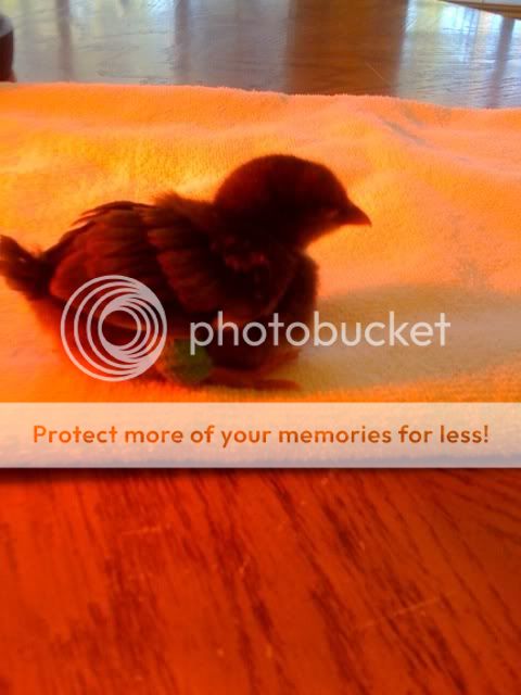 chickleg3.jpg