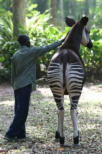 okapi-1.jpg