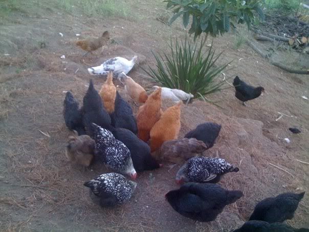 00chicken2.jpg