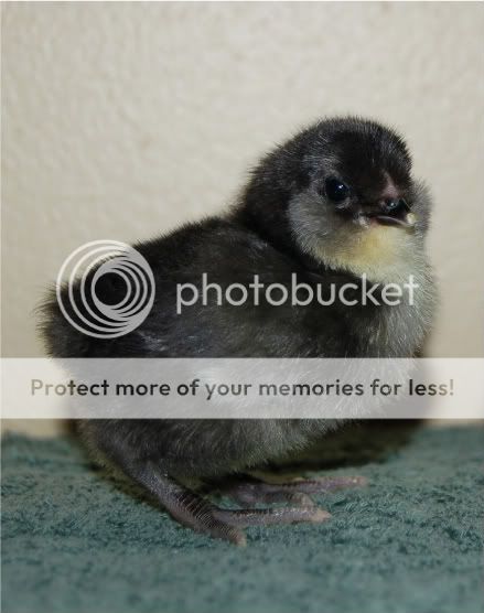 Newbabychickens016-2-1.jpg