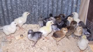 chickens3001.jpg