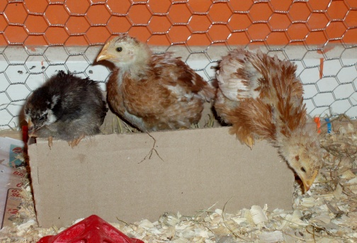 58435Chickens_In_Bow.JPG