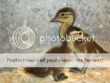 DSCN3115.jpg