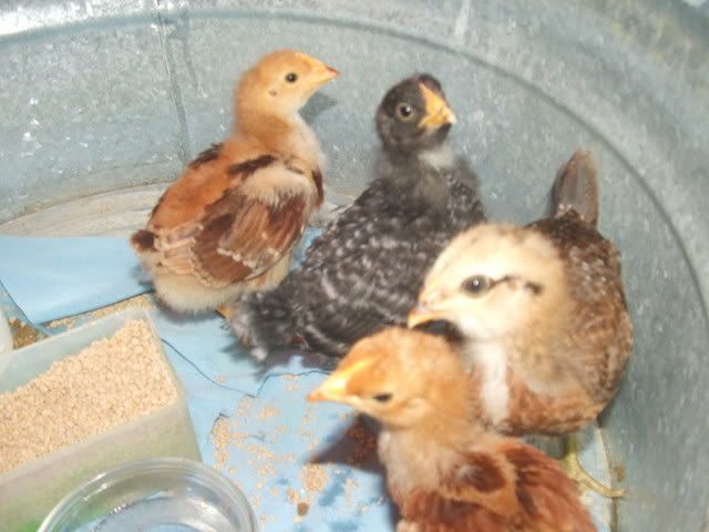 chicks015.jpg
