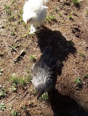 100_1622.jpg
